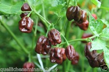20 SEMI  DI HABANERO CHOCOLATE