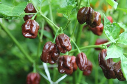 Semi habanero chocolate - di,