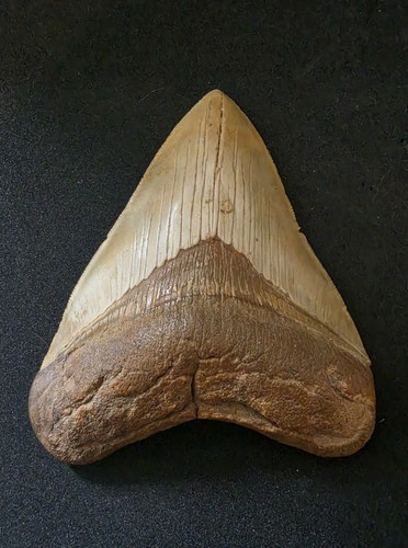 Megalodon shark tooth - megalodon,
