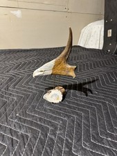 Corna di Caribù intagliata a