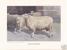 Pecora da latte della Frisia