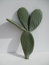 ALBERELLO FICO D'INDIA