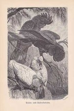 Nasenkakadu Cacatua Tenuirostris Incisione su Legno Di 1890 Pappagalli