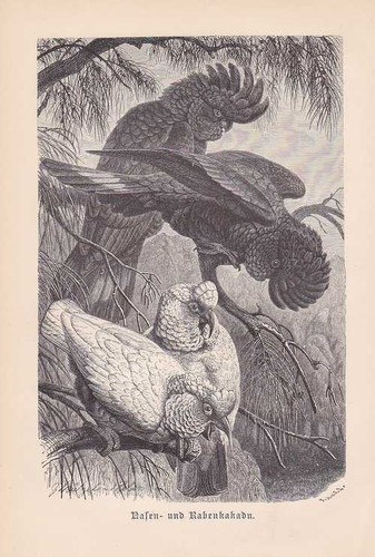 Nasenkakadu cacatua - nasenkakadu,