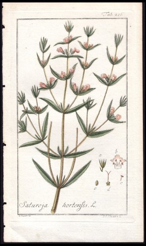 1800 zorn icones - icones, plantarum