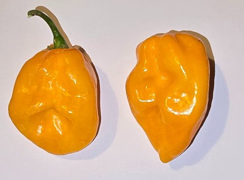 Semi peperoncino - semi,