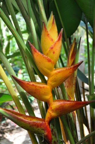 Heliconia champneiana