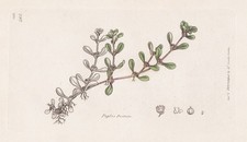 Peplis Portula Sumpfquendel Fiore Botanica Incisione Sowerby 1803