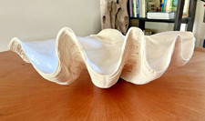 Tridacna gigas guscio di vongole bellissimo 18,5”L x11”w x 6”D extra large