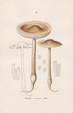 Funghi Champignon Aquarello Acquerello Disegno Bresadola Pl. 189