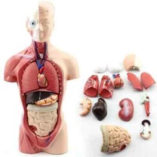 Modello corpo busto umano