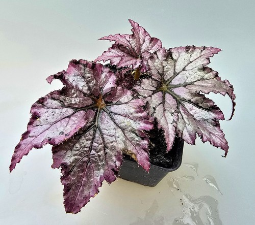 Bellissima begonia ibrida - bellissima,