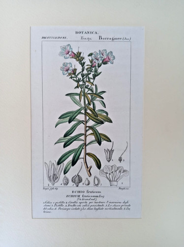 Stampa antica botanica echio - stampa,