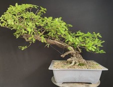 PRE BONSAI ESEMPLARE DI QUERCIA ROVERELLA