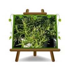 Rosmarino Prostatum Piante