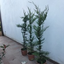 PIANTE DI CIPRESSO LEYLANDII