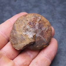 55 mm goniatite ematite