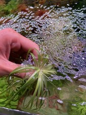 Eriocaulon Goias Pianta Rara