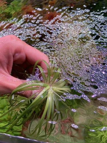 Eriocaulon goias pianta rara - eriocaulon,
