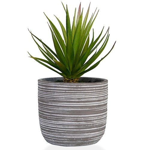 Jahe pianta finta agave - pianta,