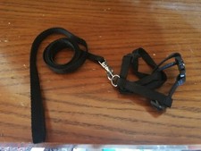 Pettorina + guinzaglio gattino