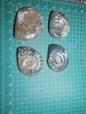 Ammonite - Polished Fossil Of
