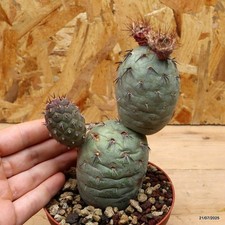 Tephrocactus geometricus rosso