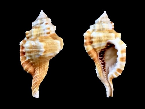 Ranellidae ranularia - ranellidae,,
