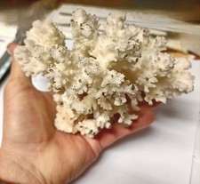 Corallo bianco naturale