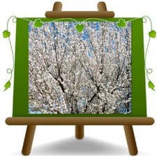 Pesco da Fiore Bianco Piante