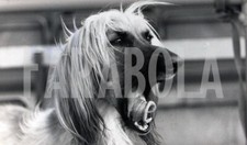 Foto Vintage Animali Regno