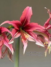 Hippeastrum MHn1. X Cybister -