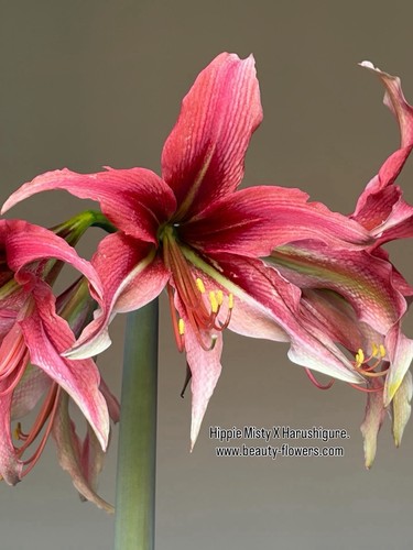 Hippeastrum mhn1 cybister - mhn1.,