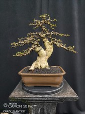 Bonsai ehretia microphylla - bonsai,