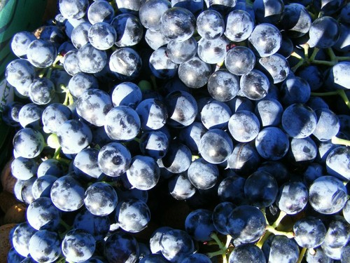 Uva varietà otello - -, vitis