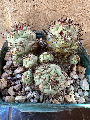 Ortegocactus macdougallii own - ortegocactus,