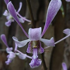 Orchidea Dendrobium righello var. Blu/caldo. Spedizione