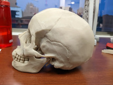 Teschio Umano a Grandezza Naturale – Riproduzione Anatomica Realistica Stampa 3D