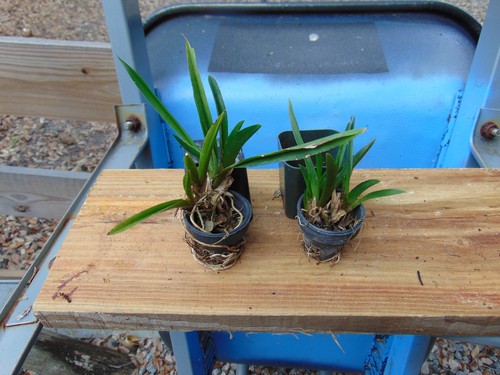 Tag oncidium tolumnia bloom - tag, oncidium/tolumnia