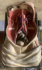 ANTICO MODELLO DIDATTICO ANATOMICO BUSTO CORPO UMANO CARTAPESTA PARAVIA 1930s