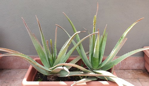 Pianta aloe vera 100 bio - vera,