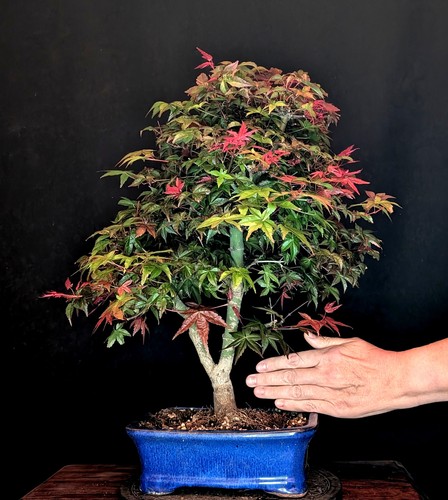 Bonsai acero rosso - di,