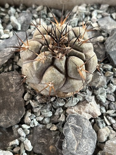 Copiapoa cinerea tal - copiapoa, rare