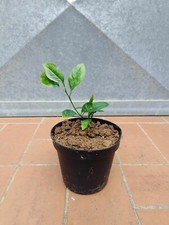 Pianta Limone Rosso h 20 - 25 cm in vaso 14 citrus agrumi
