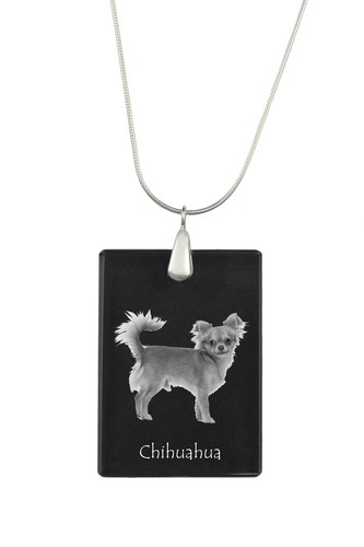 Chihuahua pelo corto ciondolo - chihuahua,