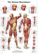 Human Skeleton Anatomy Medical