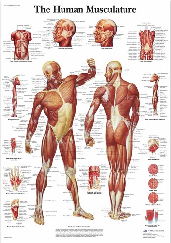 Poster medico anatomia
