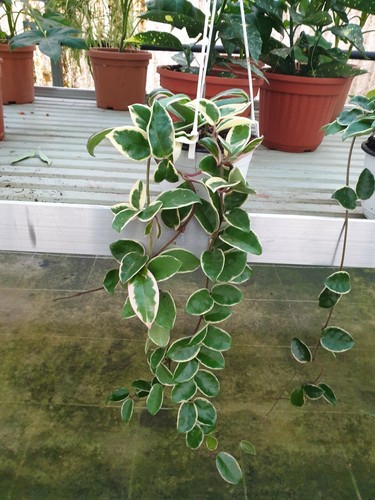 Piante hoya verde fiore di - fiore,
