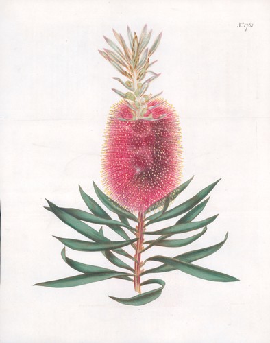 1808 curtis botanical - 1808,