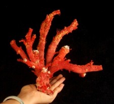Natural red coral branches - natural,